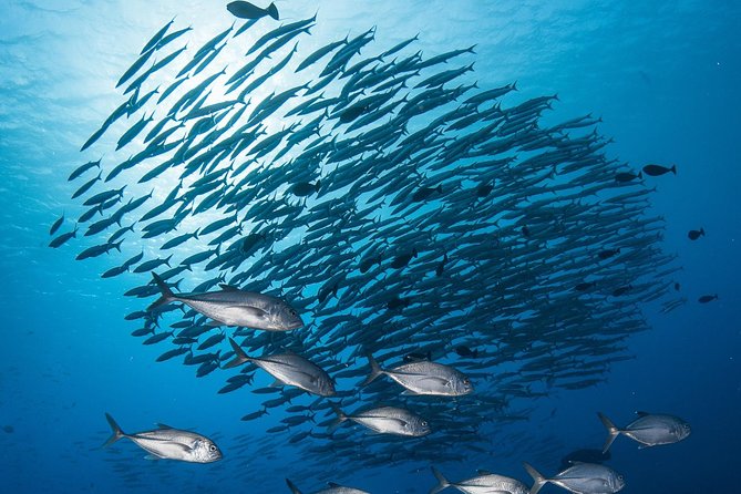 Fakarava 2-tank Certified Scuba Dive - Key points at a glance