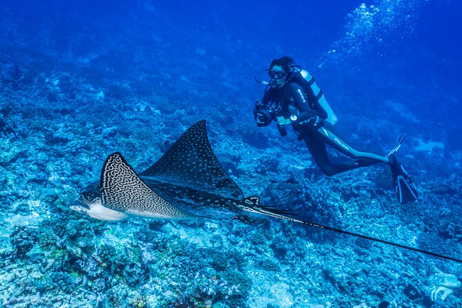 Fakarava 2-tank Certified Scuba Dive - What the 8:00 am schedule looks like