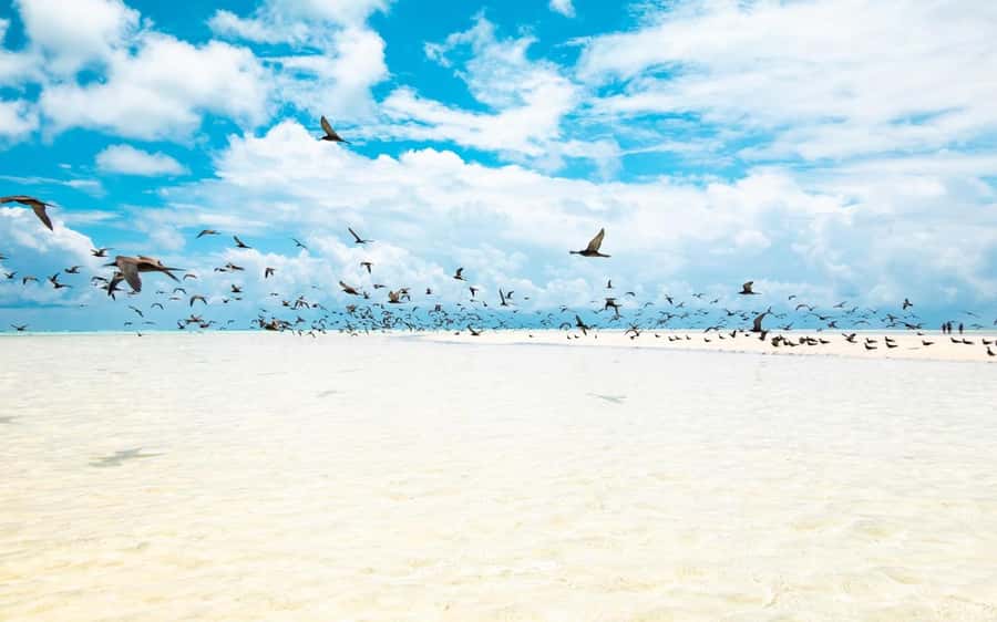 From Tahiti: Tetiaroa Island Tour by Sailing Catamaran - Who will enjoy this Tetiaroa day trip?