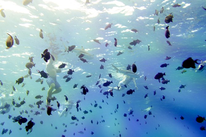 Full-Day Bora Bora Lagoon Cruise Including Snorkeling with Sharks and Stingrays - Manta rays, eagle rays, and the Coral Gardens