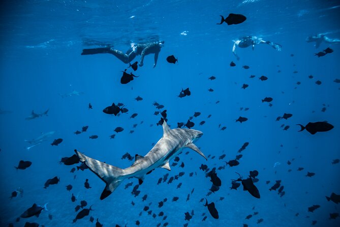 Full-Day Bora Bora Lagoon Cruise Including Snorkeling with Sharks and Stingrays - The snorkeling equipment deserves a careful look