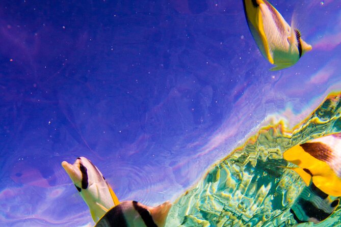 Full-Day Bora Bora Lagoon Cruise Including Snorkeling with Sharks and Stingrays - Lunch on a private motu