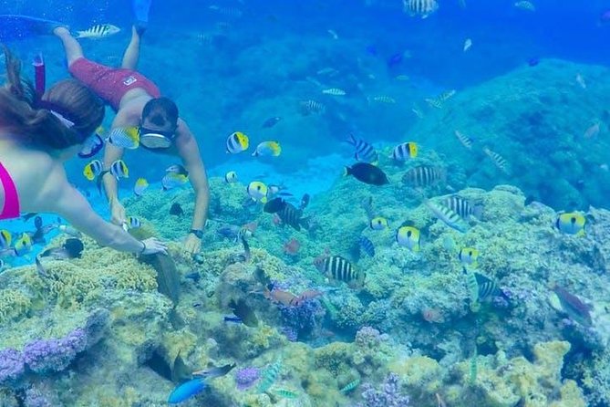 Full-Day Bora Bora Lagoon Cruise Including Snorkeling with Sharks and Stingrays - Stingrays and reef sharks in shallow water