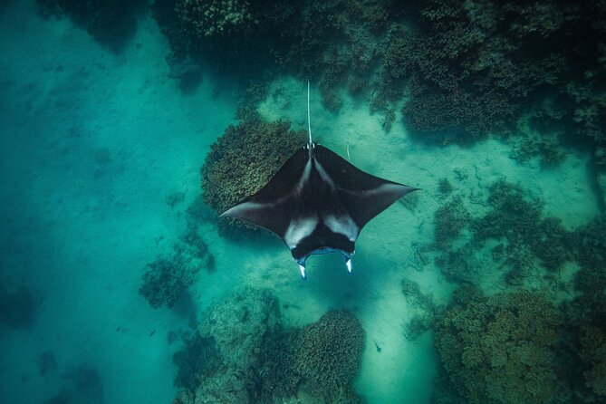 Full Day Eco Snorkeling & Traditional BBQ Lunch on a Motu - Starting at 9:00 a.m. on Bora Bora