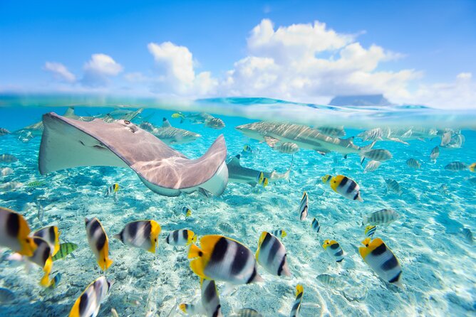 Full Day Lagoon Group Tour in Bora Bora with Lunch - Why this six-hour lagoon day works so well