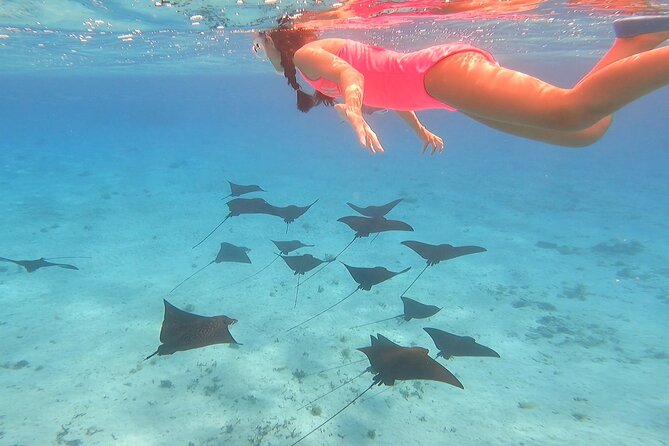 Full-day Lagoon Safari Tour with Lunch in Bora Bora - Shared tour - What you get for $205.58