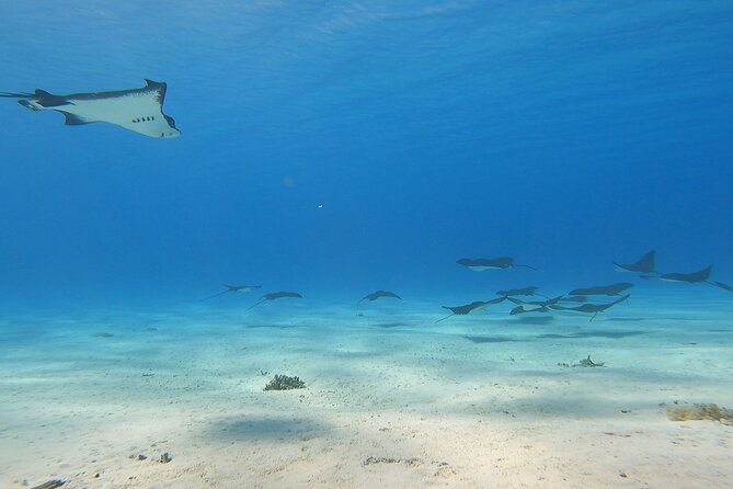 Full-day Lagoon Safari Tour with Lunch in Bora Bora - Shared tour - Starting at Taahana and meeting the lagoon