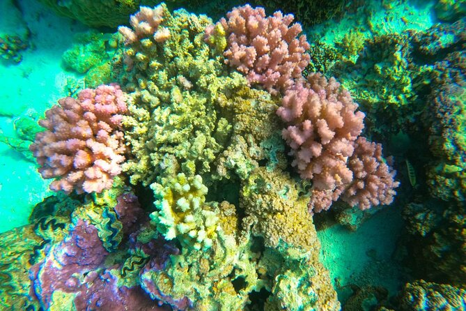 Full-day Lagoon Safari Tour with Lunch in Bora Bora - Shared tour - Stop three: searching for manta rays