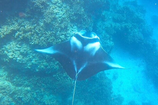 Full-day Lagoon Safari Tour with Lunch in Bora Bora - Shared tour - Stop four: a motu lunch with Polynesian flavor
