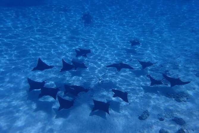 Full-Day Private Boat Tour of Bora Bora Lagoon with Snorkel - The 8:30 a.m. Pickup and First Cruise