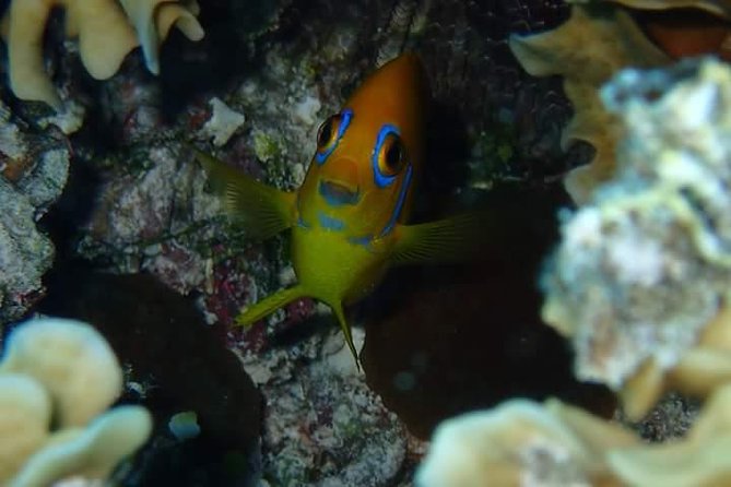 Full-Day Private Boat Tour of Bora Bora Lagoon with Snorkel - Coral Canyon and the Best Underwater Views