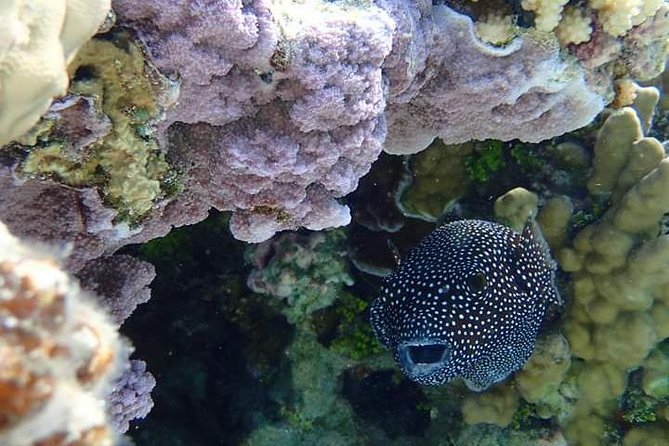 Full-Day Private Boat Tour of Bora Bora Lagoon with Snorkel - Price, Group Size, and Overall Value