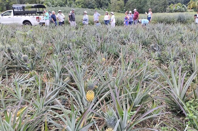 Guided Excursion in 4x4 in Moorea between Land and Sea - Manutea Tahiti: Fruit, Liqueurs, and a Taste of Moorea