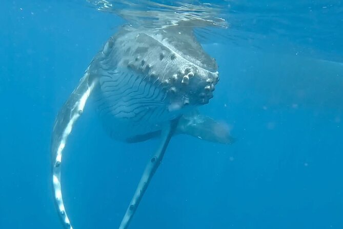 Guided Small Group Whale Watching and Swim Tour Tahiti - Papeete Marina at 8:00 a.m.