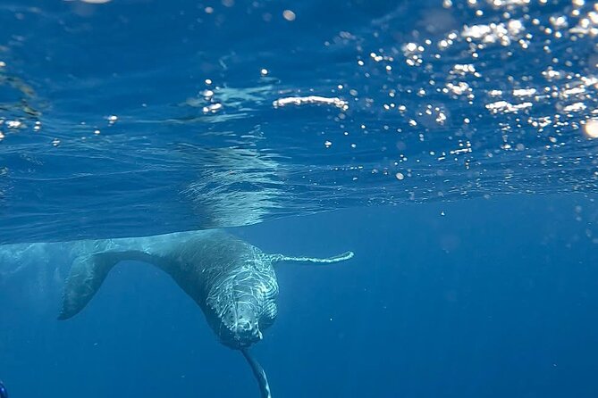 Guided Small Group Whale Watching and Swim Tour Tahiti - The possible whale swim
