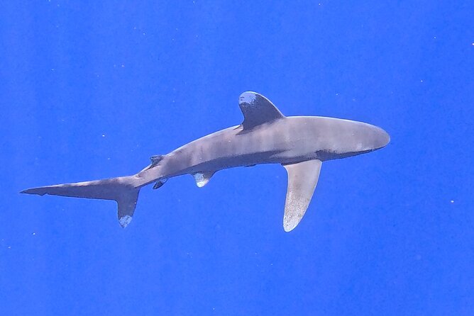 Guided Small Group Whale Watching and Swim Tour Tahiti - Food, music, and time between sightings