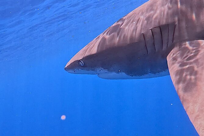 Guided Small Group Whale Watching and Swim Tour Tahiti - What the $238.07 price really buys