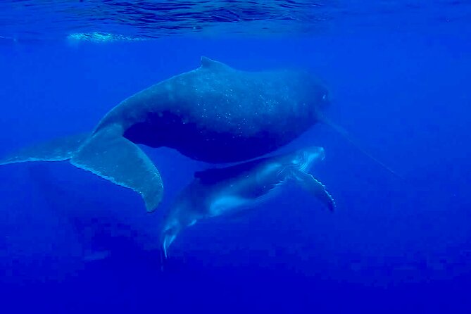 Guided Small Group Whale Watching and Swim Tour Tahiti - Who will enjoy this Tahiti whale tour?