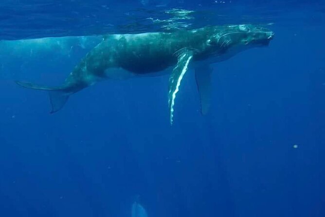 Guided Small Group Whale Watching and Swim Tour Tahiti - Reading whale behavior from the boat