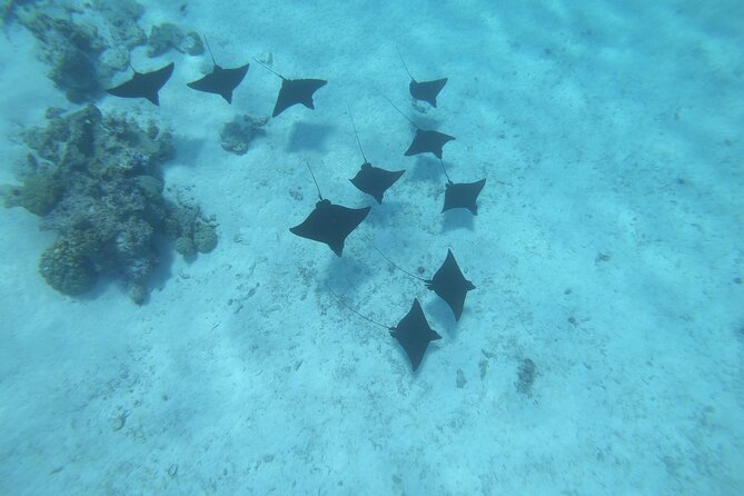 Half a day to discover Bora Bora with O-sea - Looking for reef sharks and possible manta rays