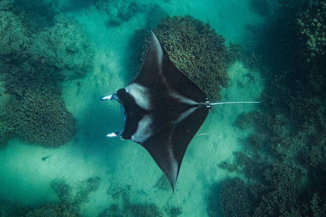 Half day Eco Snorkeling small group Tour in Bora Bora - Why this three-hour lagoon trip works well
