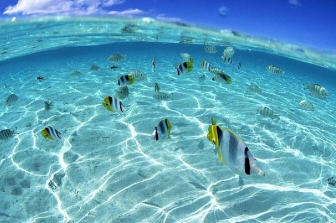 Half day Eco Snorkeling small group Tour in Bora Bora - Pickup, timing, and the practical side