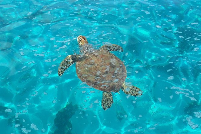 Half day Excursion, Drift Snorkeling Lagoon Adventure. 3H - Why this short lagoon trip works so well
