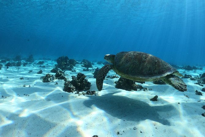 Half day Excursion, Drift Snorkeling Lagoon Adventure. 3H - First look: the lagoon through glass