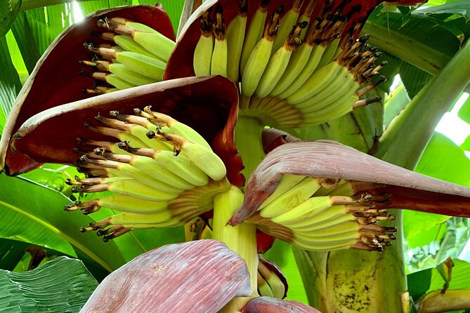 Half-Day Guided Hike to Afareaitu Waterfall - Who should book this Moorea hike?