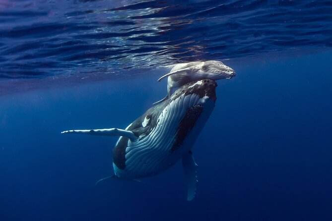 Half-Day Humpback Whales Encounter in Moorea - What happens during the four-hour trip