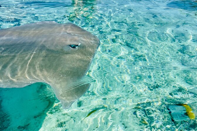 Half day lagoon safari tour in Bora Bora- Shared tour - A Four-Hour Introduction to Bora Bora From the Lagoon