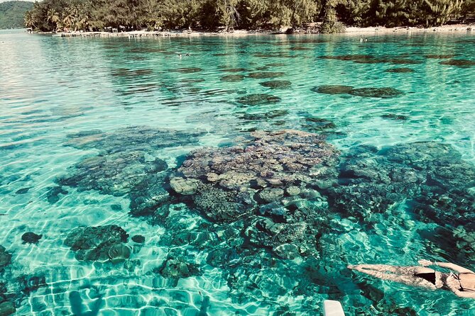 Half day lagoon safari tour in Bora Bora- Shared tour - Coral Gardens With Time to Look Around