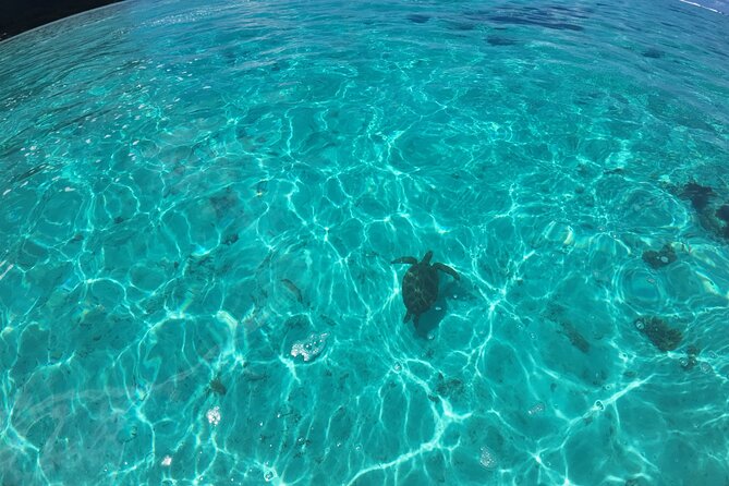 Half Day Private Boat Snorkeling Excursion Moorea - Turtles, stingrays, and blacktip sharks