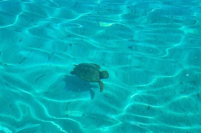Half Day Private Boat Snorkeling Excursion Moorea - The possible dolphin stop at Ha’apiti