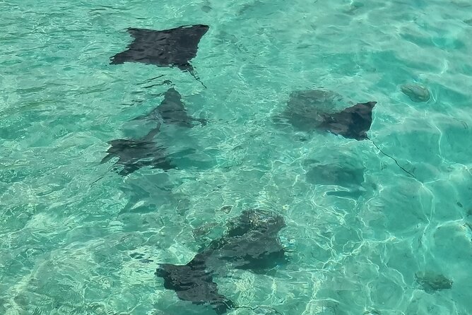 Half Day Private Boat Snorkeling Excursion Moorea - The guides make a practical difference