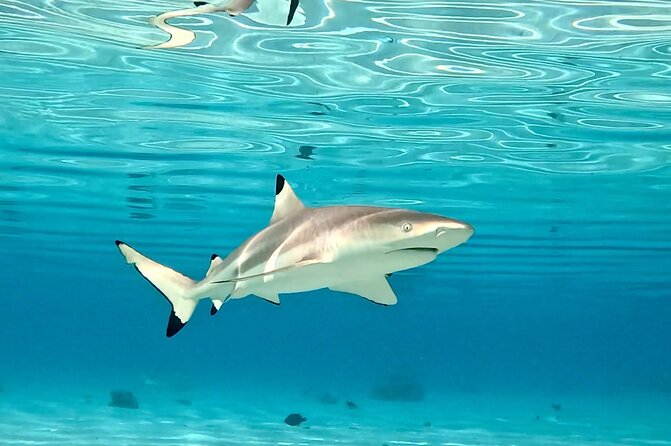 Half Day / Private Lagoon Adventure in Mo'orea - Dolphins, Turtles, and Other Possible Sightings