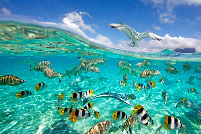 Half Day Private Lagoon Snorkeling Experience - A Shallow Sting Ray Stop With Your Guide