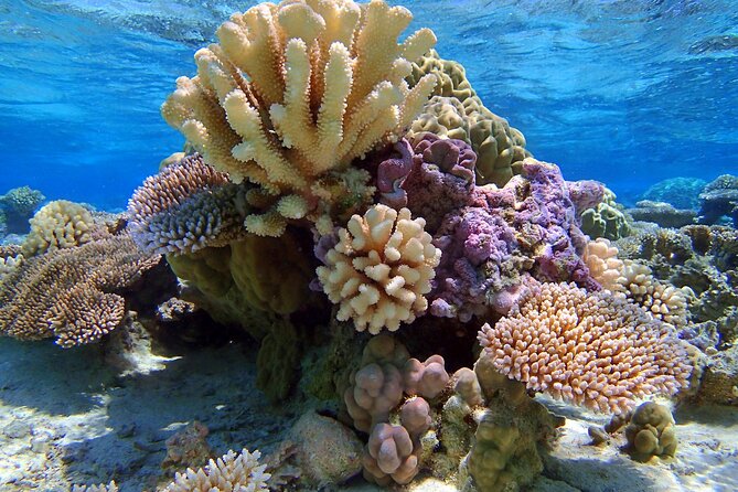 Half Day Private Lagoon Snorkeling Experience - What the Four Hours Give You