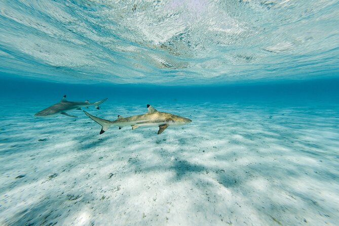 Half-Day Private Luxury Tour from Bora Bora - Tau and the value of a dedicated captain
