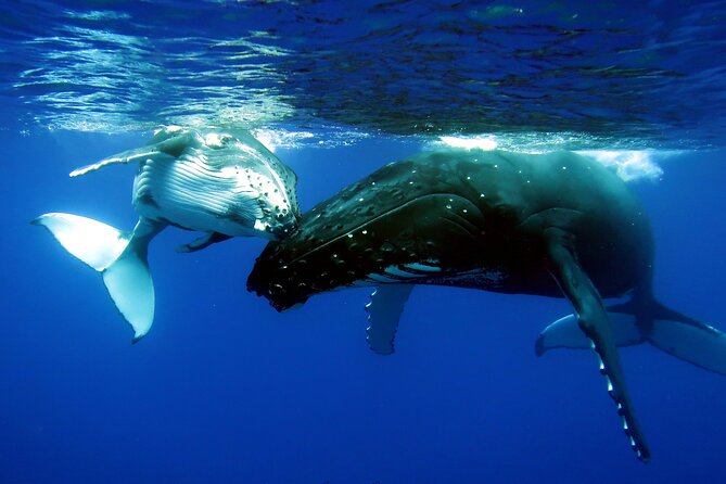 Half Day Private Whale Watching in Moorea - Looking for turtles, dolphins, sharks, and rays