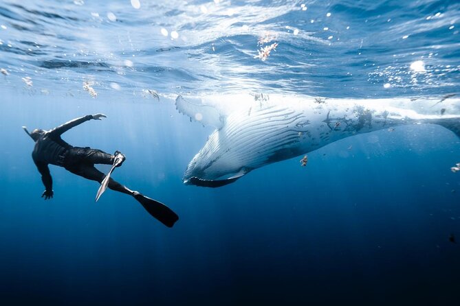 Half Day Private Whale Watching in Moorea - Who will enjoy this Moorea experience most