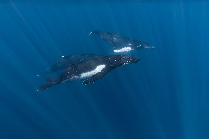 Half Day Private Whale Watching in Moorea - Whale watching from July through late November
