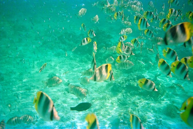 Half-Day Sailing Trip on the Lagoon of Tahiti Comments - Three Reef Stops, Clear Water, and Coral Fish