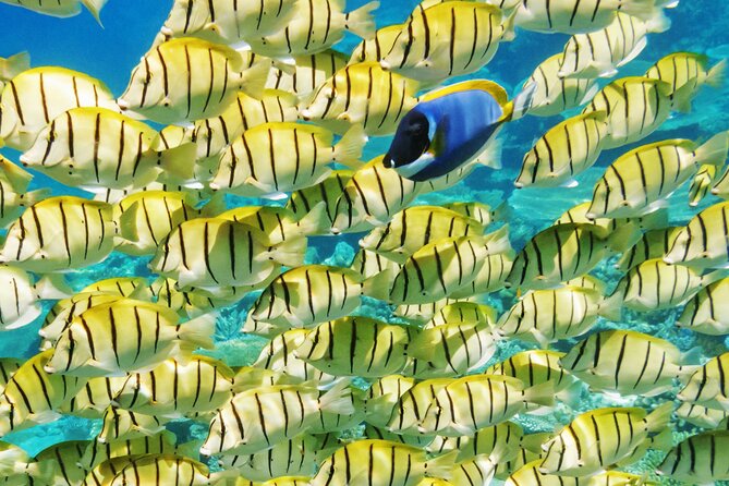 Half-Day Small-Group Cruise in Bora Bora with Snorkelling - Stop three: Bora Bora’s coral garden aquarium