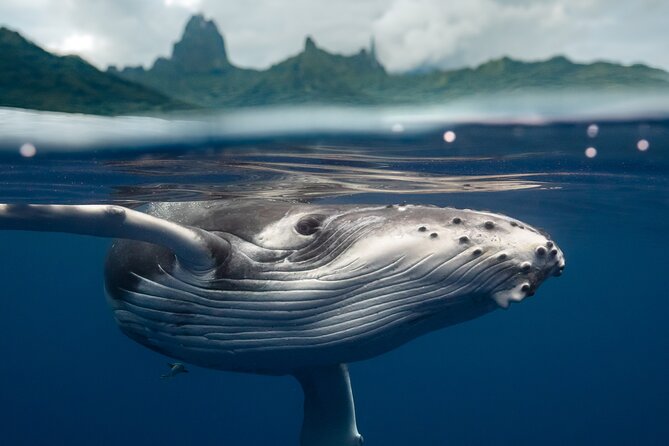 Half Day Small Group Whale Watching - Why six people changes the Moorea whale-watching experience
