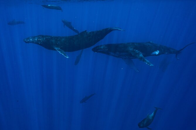 Half Day Small Group Whale Watching - Swimming ability and motion sickness deserve serious thought