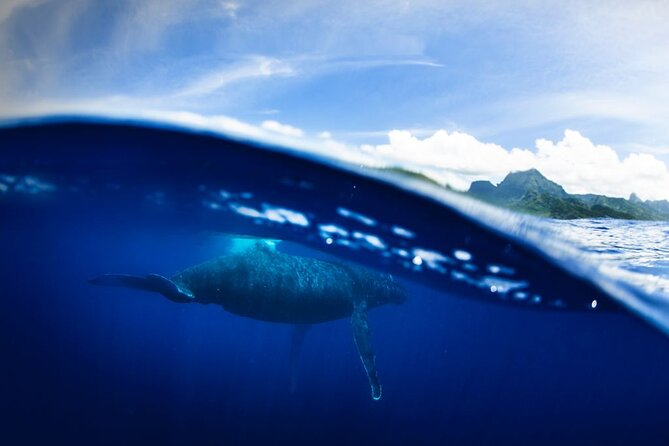 Half Day Small Group Whale Watching - What the equipment and refreshments add