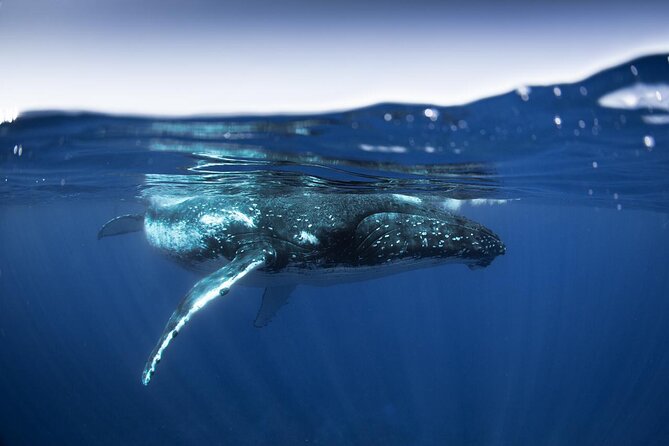 Half Day Small Group Whale Watching - Starting at Coco Beach Restaurant Parking