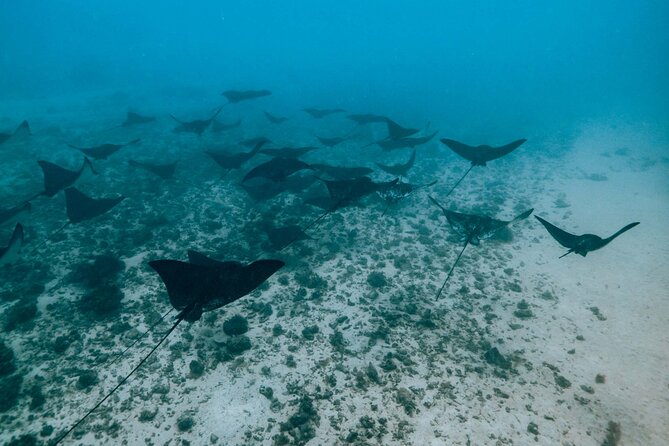 Half Day Snorkeling in Moorea - Coral canyons, turtles, and colorful fish