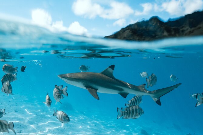 Half Day Snorkeling in Moorea - What the $143.42 price buys you